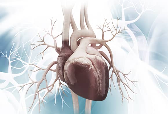 Heart health is crucial to quality of life. Collagen can protect and improve your blood circulation.